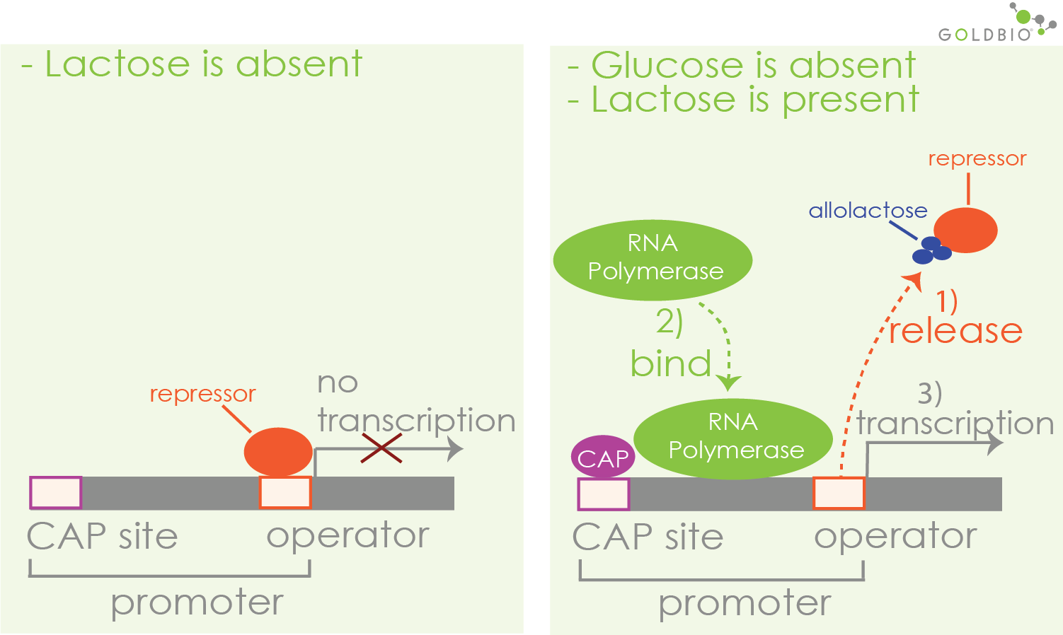 How Does IPTG Induction Work? GoldBio